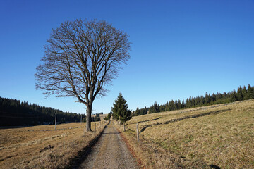 Fototapeta na wymiar Beautiful autumn time in Ore Mountains (Krusne hory), mountain road with tree, Czech Republic