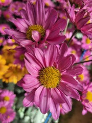 close up pink aster flower