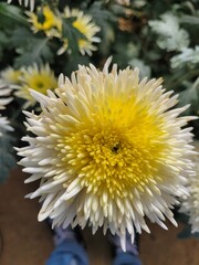 yellow-white chrysanthemum flower