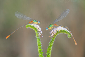 Beautiful Damselflies On Beautiful Plants