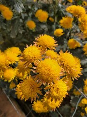 yellow flowers in the greenhouse of malino highland,  Gowa Regency, Indonesia
