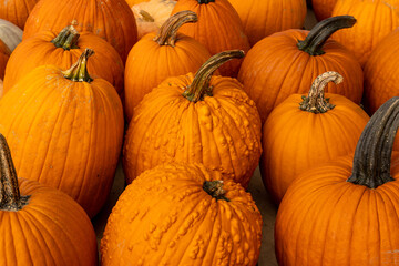 pile of pumpkins