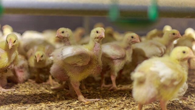 Young broilers in grow out house of chicken farm.