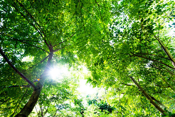 Fototapeta na wymiar Sunlight through a green tree in the forest