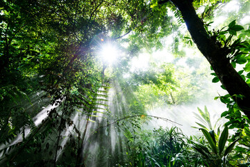 Fototapeta na wymiar Morning sun beams in a rainforest