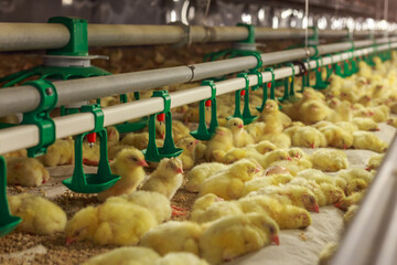 Yellow chicks in grow out house of chicken farm.