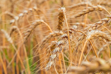 Fototapeta premium Golden Cereal field with ears of wheat,Agriculture farm and farming concept.Harvest.Wheat field.Rural Scenery.Ripening ears.Rancho harvest Concept.Ripe ears of wheat.Cereal crop.Bread, rye and grain
