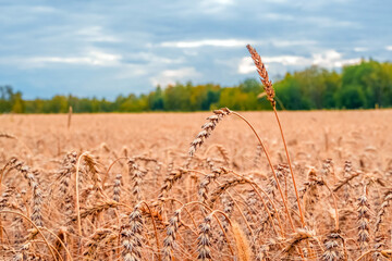 Golden Cereal field with ears of wheat,Agriculture farm and farming concept.Harvest.Wheat...