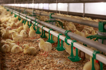 Young yellow chicks in raising room of poultry farm.