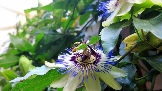 closeup bee sits on purple passion flower gathering extracting nectar handheld