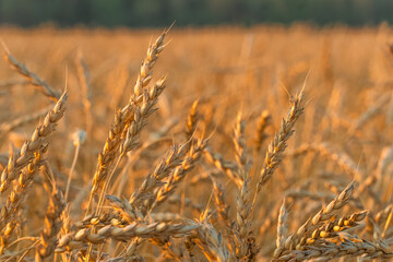 Golden Cereal field with ears of wheat,Agriculture farm and farming concept.Harvest.Wheat...