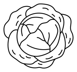 White cabbage. Vegetable sketch. Thin simple outline icon. Black contour line doodle hand drawn illustration
