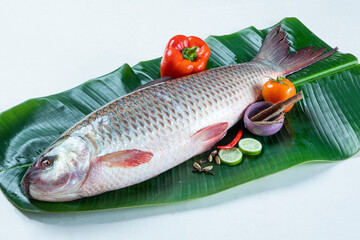 ruhu rui fish Bangladesh fresh water fish isolated on white background