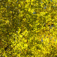 Żółte liście drzewa na tle nieba - jesień