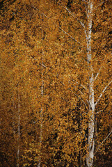 Brzozy ze złotymi liśćmi na jesień © Anna