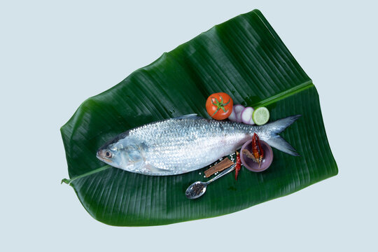 Boishakh panta ilish National fish of Bangladesh Hilsafish ilisha terbuk hilsa herring or hilsa shad Clupeidae family on white background, popular famous among Bengali's in India and Bangladesh