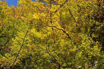 Kolorowe liście na tle nieba - jesień
