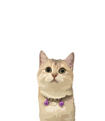 Cat illustration, Custom cat portrait