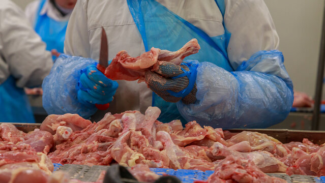 Process of cutting broiler carcass at meat factory.