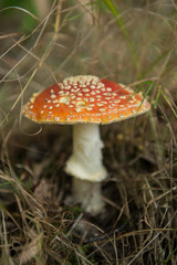 Muchomory — czerwony kapelusz grzyba w trawie — jesień w lesie