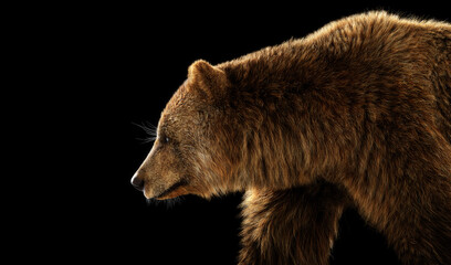 Grizzly bear portrait on black.