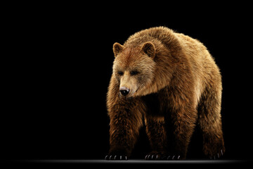 Grizzly bear full body on black.