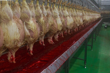 Slaughtering line in big chicken farm. © Елена Бионышева-Абра