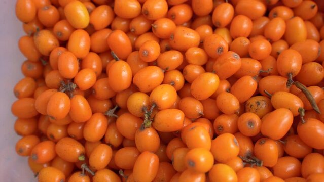 Ripe sea buckthorn berries background. Concept of healthy eating.