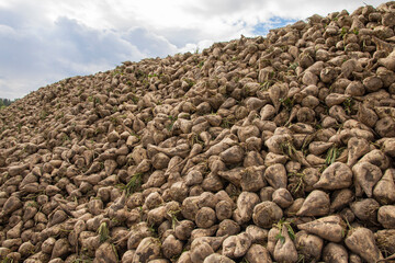 A heap of harvested sugar beet in the field. Autumn.