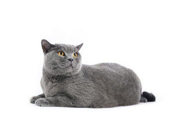 British shorthair cat isolated on white