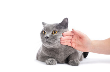 Stroke and pet British cat isolated on white