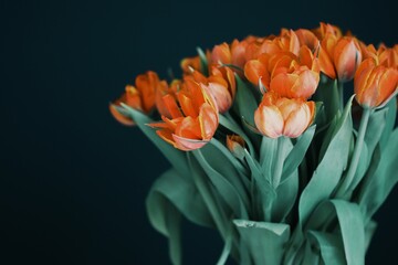 bouquet of orange tulips