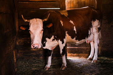 portrait of a cow in a stall eating hay on a farm