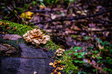 Forest mushrooms