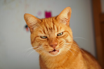 A red-haired cat with a funny facial expression is preparing to speak or sneeze