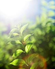 Naklejka premium Green leaves under sunlight in summer