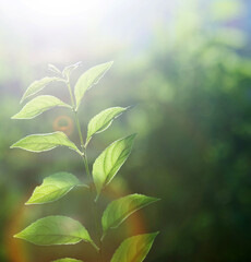 Obraz premium Green leaves under sunlight in summer