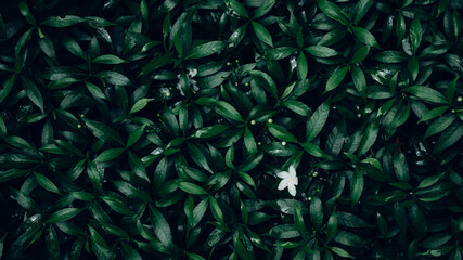 Full Frame of Green Leaves Pattern Background, Nature Lush Foliage Leaf Texture, tropical leaf