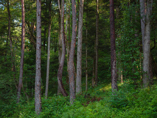 Fototapeta premium Green european forest landscape. beautiful nature of Switzerland and France in summer time