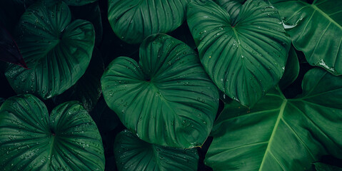 Full Frame of Green Leaves Pattern Background, Nature Lush Foliage Leaf Texture, tropical leaf