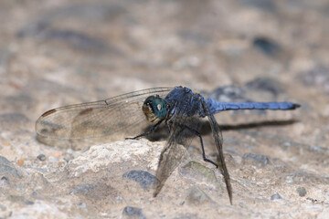 blue dragonfly insect macro photo