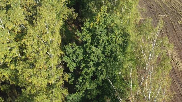 Aerial view of drone descent along the trunks of deciduous trees to the ground where a bicycle is waiting at the bike ride