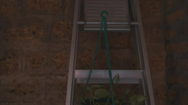 Tilt zom shot from  a ladder with plants on it in the artist's studio