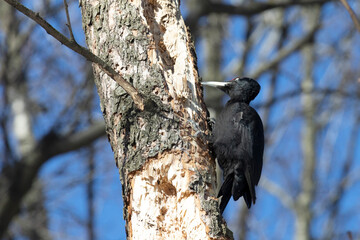 A black woodpecker sits on a tree in the forest on a spring day and looks for insects