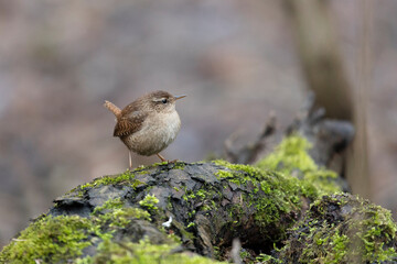 Eurasian wren sits on an old stump