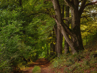 Green european forest landscape. beautiful nature of Switzerland and France in summer time