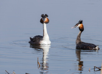 A couple of great grebes swim on the lake