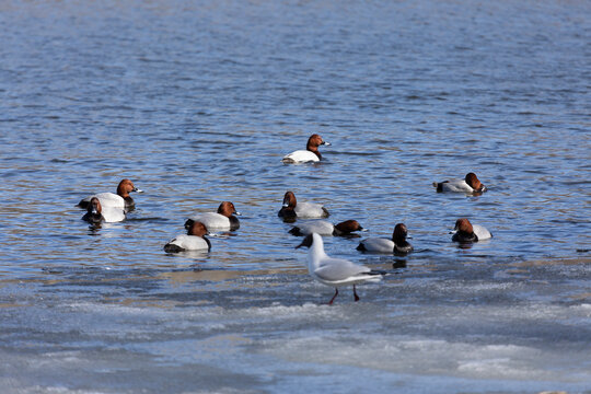 Male Common pochards swims on the lake