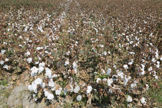 cotton boll on branch. Uzbekistan