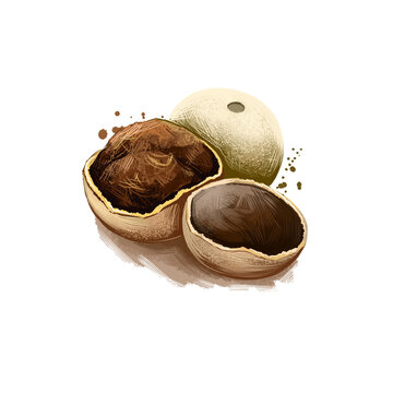 Kaith Wood apple Feronia Limonida ayurvedic herb digital art illustration with text isolated on white. Healthy organic spa plant widely used in treatment, for preparation medicines